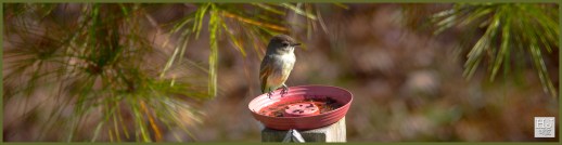 Eastern Phoebe ---Click on image to see enlargement ---