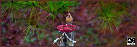 Northern Cardinal (F) ---Click on image to see enlargement ---