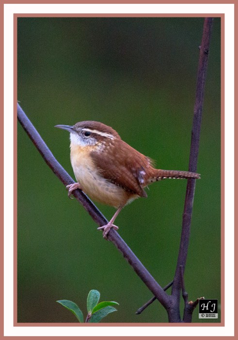 CAROLINA WREN --- THRYTHORUS LUDIVICIANUS