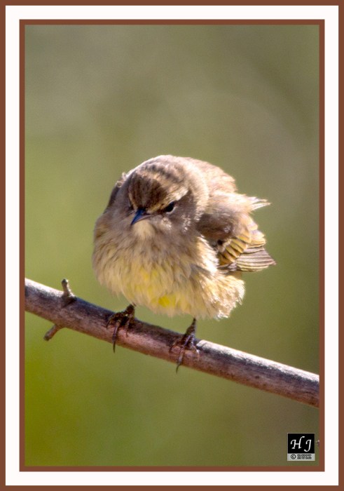 PALM WARBLER ---DENDROICA PALMARUM