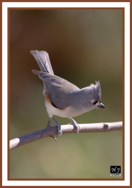 TUFTED TITMOUSE - BAELOPHUS BICOLOR