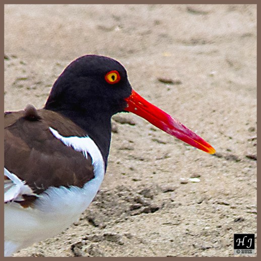 American Oystercatcher