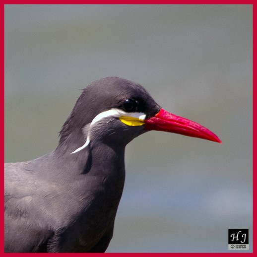 Inca Tern