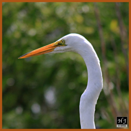 Great Egret