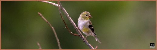 American Goldfinch ---Click on image to see enlargement---