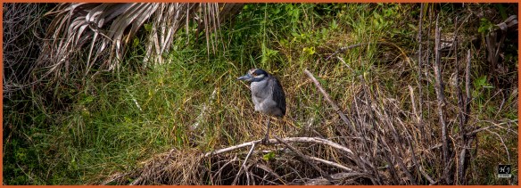 Yellow-crowned Night Heron ---Click on image to see enlargement ---