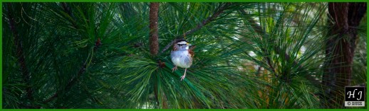 White-throated Sparrow ---Click on image to see enlargement---