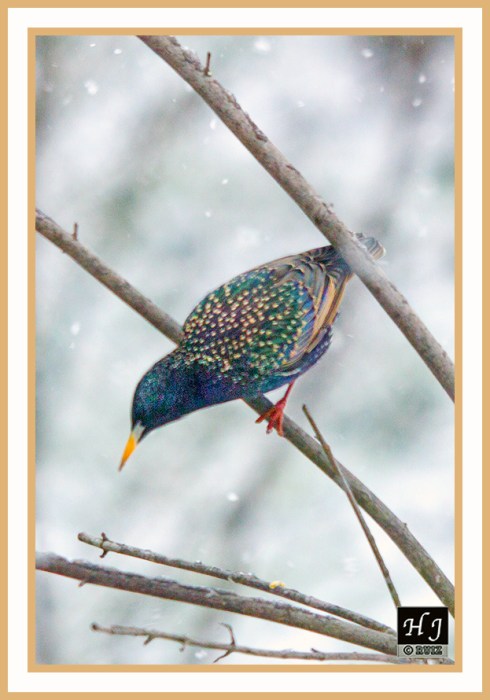 EUROPEAN STARLING -- STURDUS BULGARIS