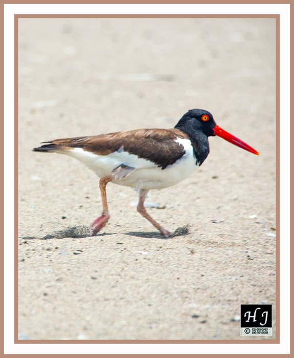 AMERICAN OYSTERCATCHER - HAEMATOPUS PALLIATUS