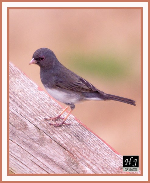 DARK-EYED JUNCO -- JUNCO HYEMALIS