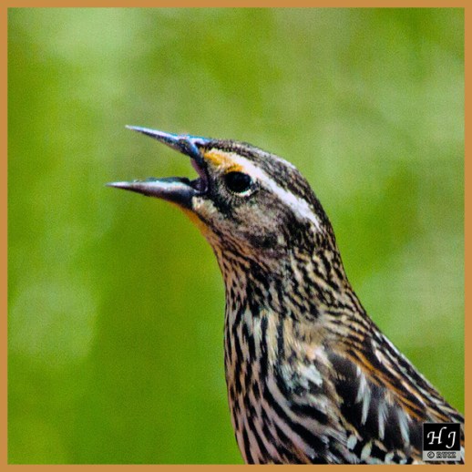 Red-winged Blackbird (Female)