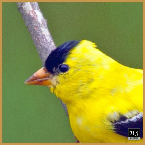 American Goldfinch (Male)