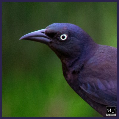 Common Grackle (M)