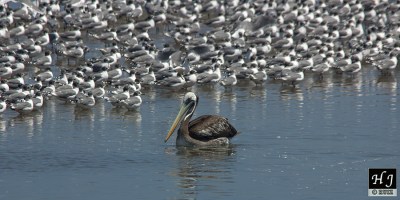 Sea birds in Peru