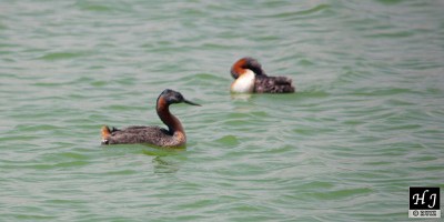 Great Grebes (Male and female)
