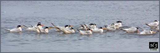 Royal Terns ---Click on image to enlarge image---