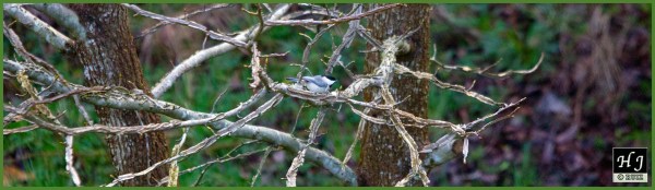 Carolina Chickadee ---Click on image for larger size---