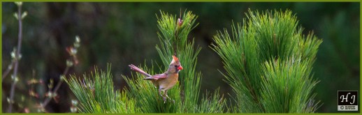 Female Northern Cardinal ---Click for enlargement---