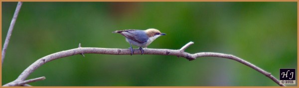 Brown-headed Nuthatch ---Click for enlarging ---