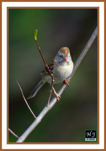 FIELD SPARROW --SPIZELLA PUSILLA