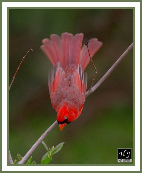 NORTHERN CARDINAL (M) --CARDINALIS CARDINALIS