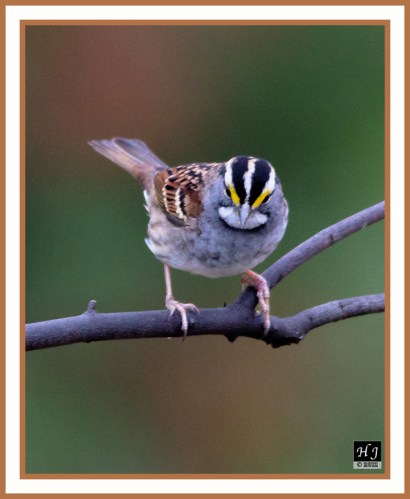 WHITE-THROATED SPARROW -- ZONOTRICHIA LEUCOPHRYS