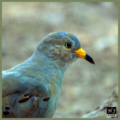 Croaking Ground Dove