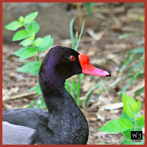 Rosy-billed Pochard