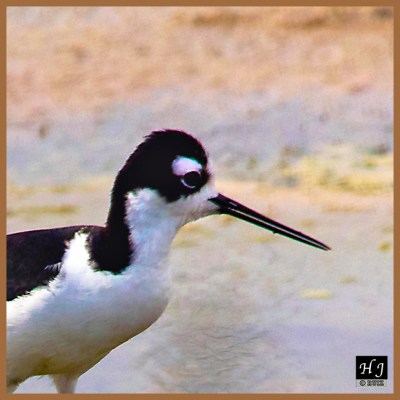 Black-necked Stilt