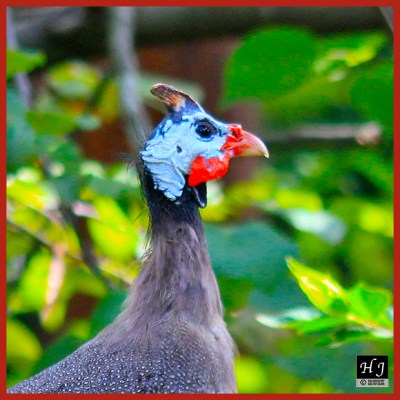 Helmeted Guineafowl