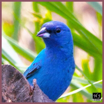 Indigo Bunting --