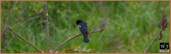 Red-winged Blackbird (M) ---Click for enlargement