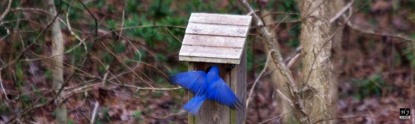 Eastern Bluebird ---Click to enlarge---