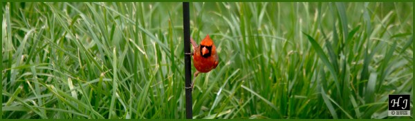 Northern Cardinal (Male) ---Click for enlargement ---