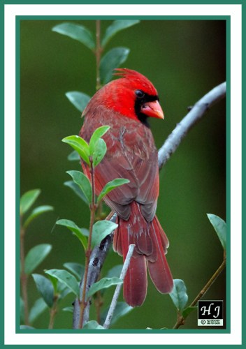 NORTHERN CARDINAL (M) -- CARDINALIS CARDINALIS