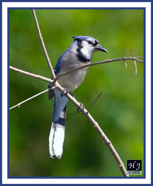 BLUE JAY -- CYANOCITTA CRISTATA