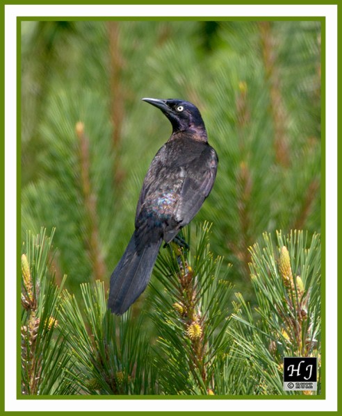 COMMON GRACKLE (M) -- QUISCALUS QUISCULA