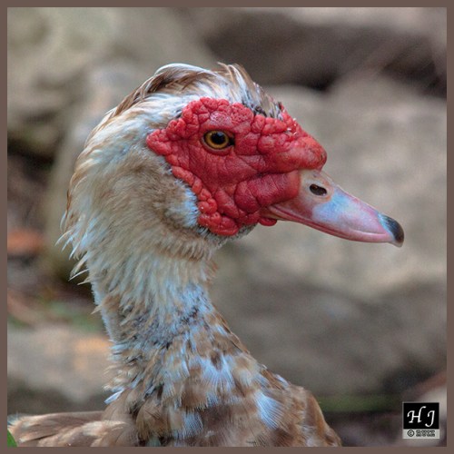 Muscovy Duck (M)