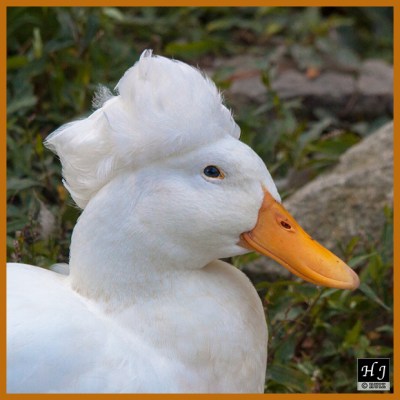 Crested Duck 