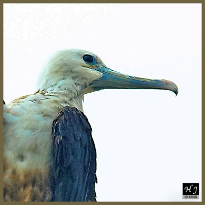 Magnificent Frigate (F)