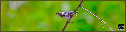 Brown-headed Nuthatch ---Click to enlarge image