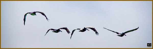 Peruvian Pelicans ---Click image to enlarge ---