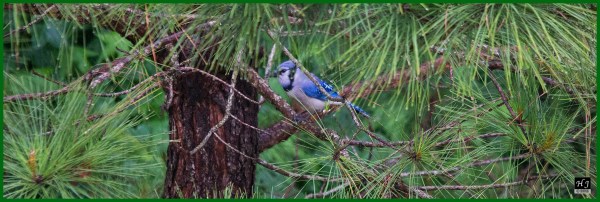 Blue Jay ---Click image to enlarge ---