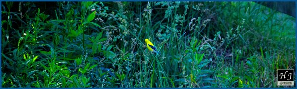 American Goldfinch (M) ---Click on image for enlargement---