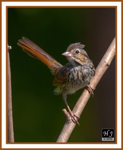 SONG SPARROW (JUVENILE) -- MELOSPIZA MELODIA