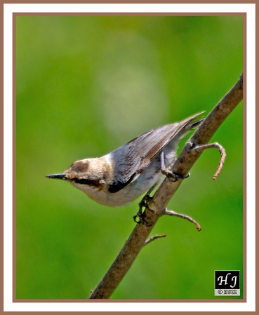 BROWN-HEADED NUTHATCH -- SITTA PUSILLA