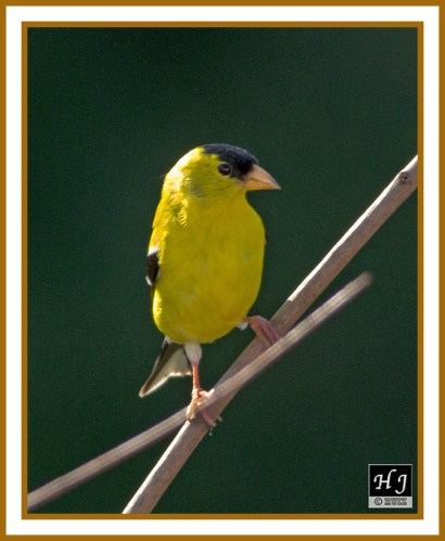 AMERICAN GOLDFINCH (M) - CARDUELIS TRISTIS