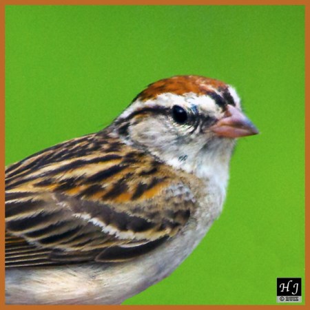 Chipping Sparrow --