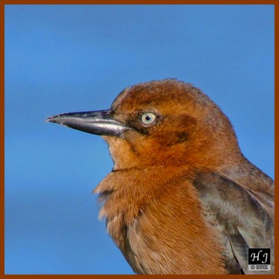 Boat-tailed Grackle (F)