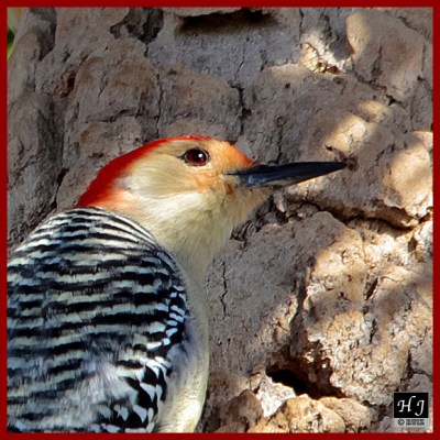 Red-bellied Woodpecker